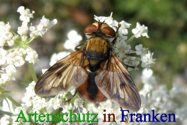 Copyright AiS- Albert Meier Bild zum Eintrag (43906-160)