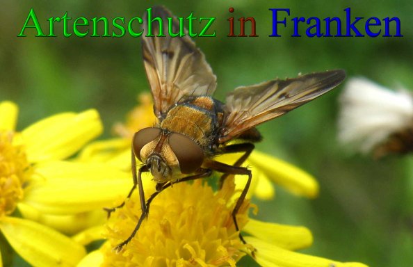 Copyright AiS- Albert Meier Bild zum Eintrag (43907-160)