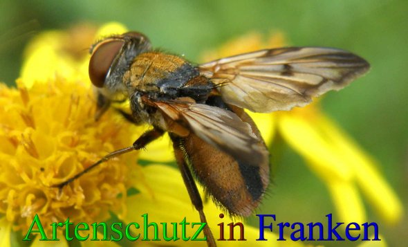 Copyright AiS- Albert Meier Bild zum Eintrag (43908-160)