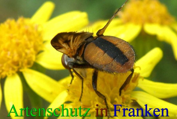 Copyright AiS- Albert Meier Bild zum Eintrag (43909-160)