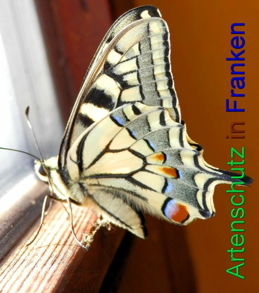 Copyright AiS- Albert Meier Bild zum Eintrag (43979-160)