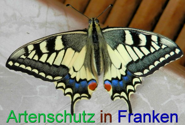 Copyright AiS - Albert Meier Bild zum Eintrag (43980-160)