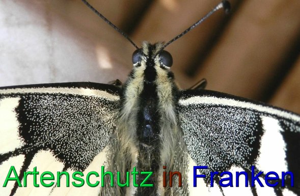 Copyright AiS - Albert Meier Bild zum Eintrag (43981-160)