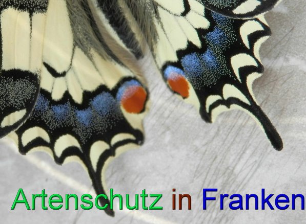 Copyright - Albert Meier Bild zum Eintrag (43982-160)