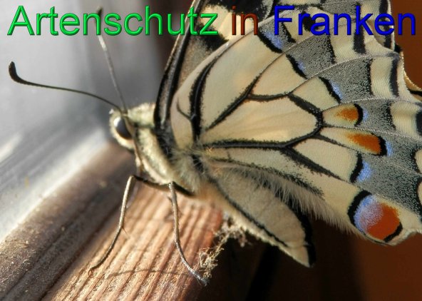 Copyright AiS - Albert Meier Bild zum Eintrag (43984-160)