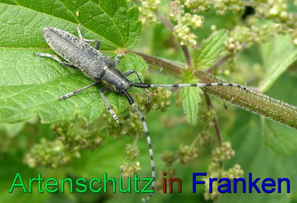 Copyright AiS- Albert Meier Bild zum Eintrag (43988-160)