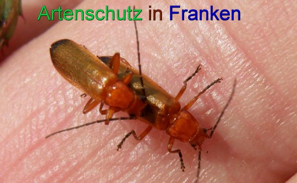 Bild zum Eintrag (43997-160)