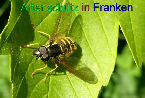 Copyright AiS Albert Meier Bild zum Eintrag (44008-160)