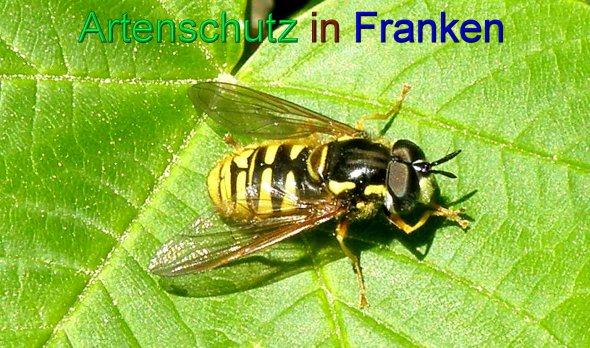 Copyright AiS- Albert Meier Bild zum Eintrag (44009-160)
