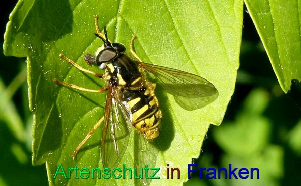 Copyright AiS- Albert Meier Bild zum Eintrag (44010-160)