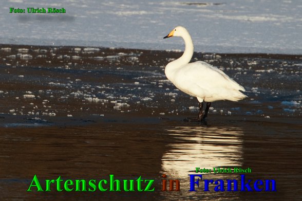 Copyright AiS- Ulrich Rösch Bild zum Eintrag (44041-160)