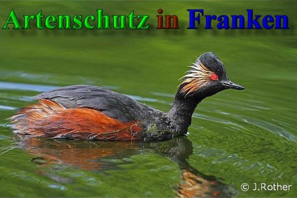 Copyright AiS-Johannes Rother Bild zum Eintrag (44044-160)