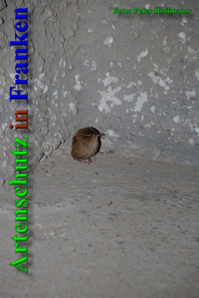 Copyright AiS - Peter Hoffmann Bild zum Eintrag (44047-160)