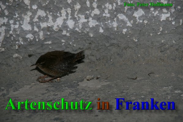 Copyright AiS - Peter Hoffmann Bild zum Eintrag (44048-160)