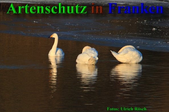 Copyright AiS- Ulrich Rösch Bild zum Eintrag (44134-160)