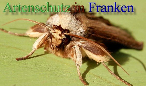 Copyright AiS- Albert Meier Bild zum Eintrag (44174-160)