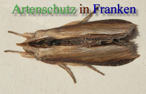 Bild zum Eintrag (44175-160)