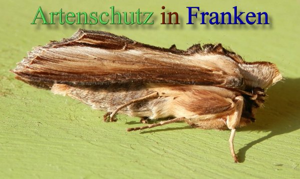 Copyright AiS- Albert Meier Bild zum Eintrag (44177-160)