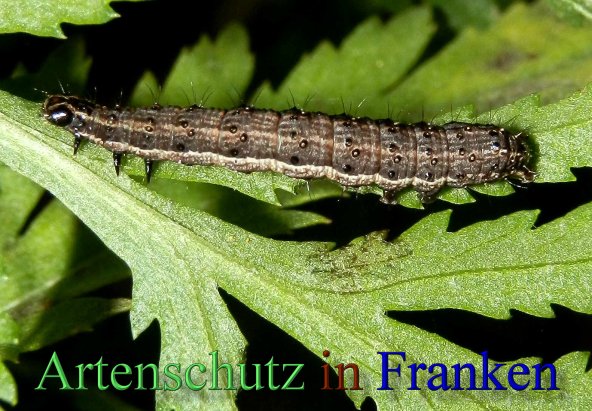 Copyright AiS- Albert Meier Bild zum Eintrag (44182-160)