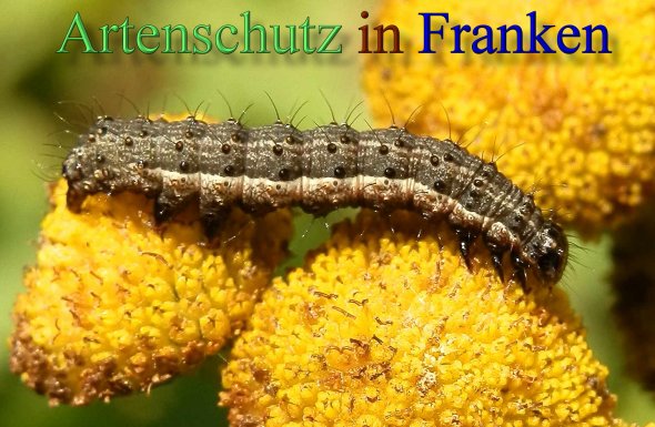 Copyright AiS- Albert Meier Bild zum Eintrag (44183-160)