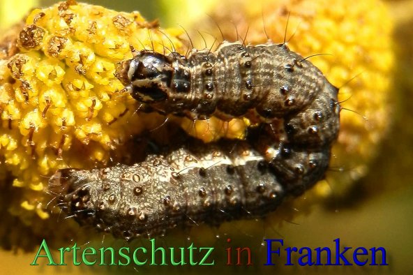 Copyright AiS- Albert Meier Bild zum Eintrag (44184-160)