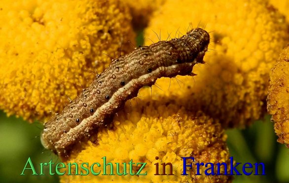 Copyright AiS- Albert Meier Bild zum Eintrag (44185-160)