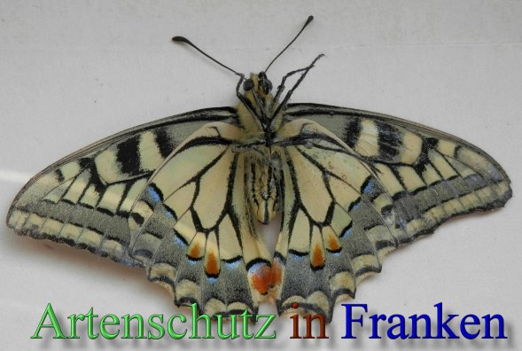 Copyright AiS- Albert Meier Bild zum Eintrag (44191-160)
