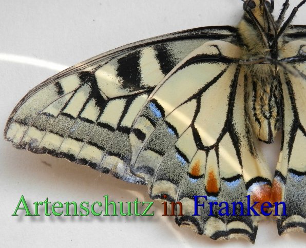 Copyright AiS- Albert Meier Bild zum Eintrag (44192-160)