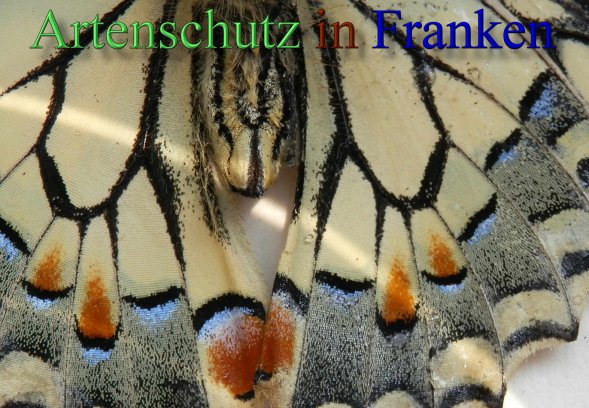 Copyright AiS- Albert Meier Bild zum Eintrag (44193-160)