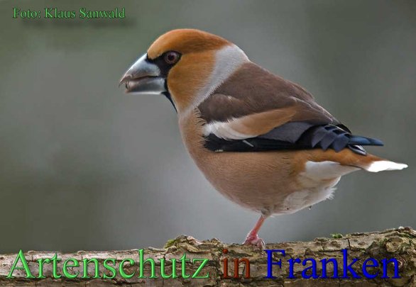 Copyright AiS-Klaus Sanwald Bild zum Eintrag (44209-160)