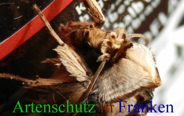 Copyright AiS- Albert Meier Bild zum Eintrag (44294-160)
