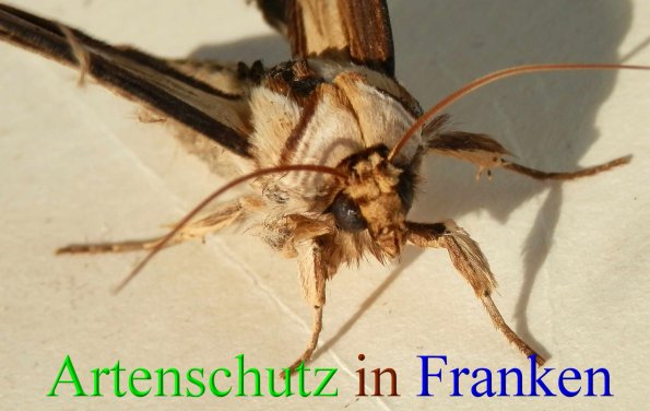 Copyright AiS- Albert Meier Bild zum Eintrag (44295-160)