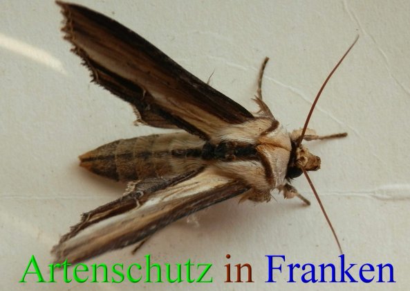 Copyright AiS- Albert Meier Bild zum Eintrag (44296-160)