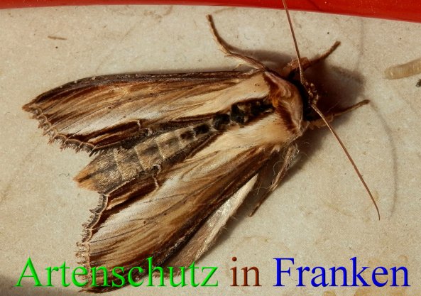 Copyright AiS- Albert Meier Bild zum Eintrag (44297-160)