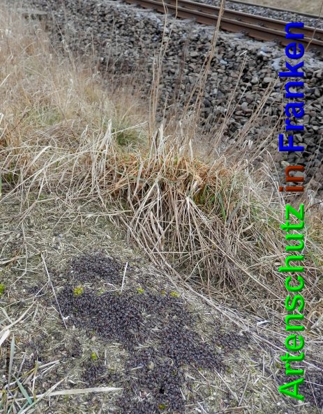 Bild zum Eintrag (44363-160)