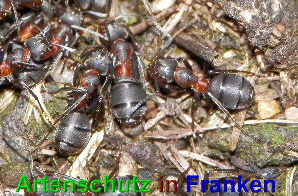 Bild zum Eintrag (44365-160)