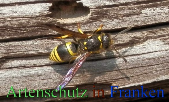 Copyright AiS- Albert Meier Bild zum Eintrag (44865-160)