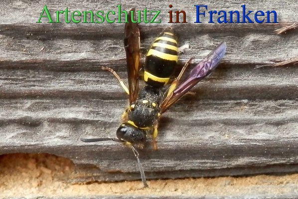 Copyright AiS- Albert Meier Bild zum Eintrag (44867-160)