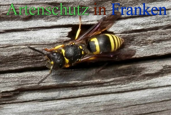 Copyright AiS- Albert Meier Bild zum Eintrag (44868-160)
