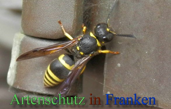 Copyright AiS- Albert Meier Bild zum Eintrag (44869-160)