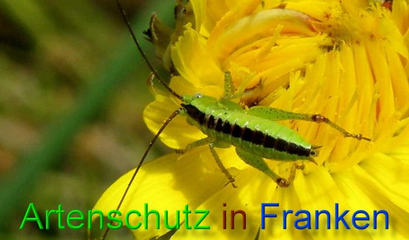 Copyright AiS- Albert Meier Bild zum Eintrag (45013-160)