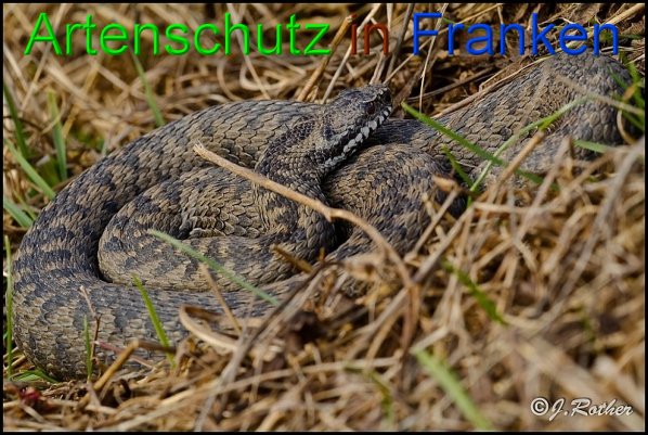 Copyright AiS-Johannes Rother Bild zum Eintrag (45049-160)