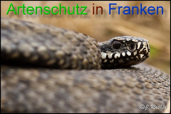 Copyright AiS-Johannes Rother Bild zum Eintrag (45051-160)
