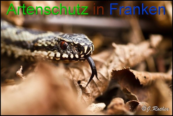 Copyright AiS-Johannes Rother Bild zum Eintrag (45052-160)