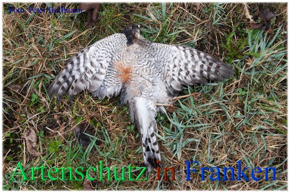 Copyright AiS - Peter Hoffmann Bild zum Eintrag (45093-160)