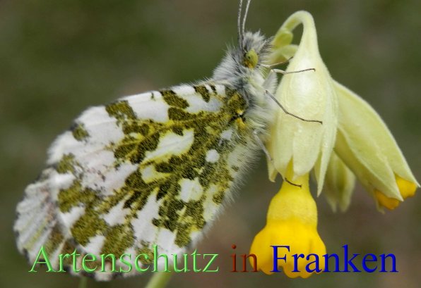 Copyright AiS- Albert Meier Bild zum Eintrag (45214-160)
