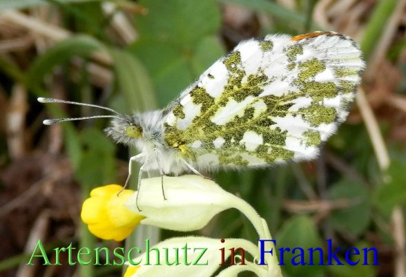 Copyright AiS- Albert Meier Bild zum Eintrag (45215-160)