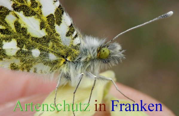 Copyright AiS- Albert Meier Bild zum Eintrag (45216-160)