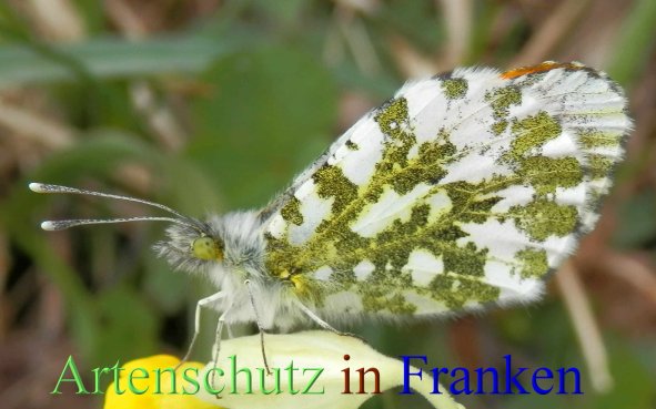 Copyright AiS- Albert Meier Bild zum Eintrag (45217-160)