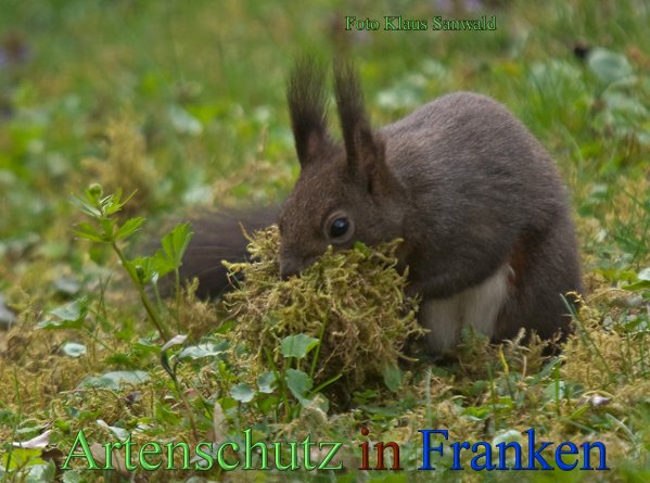 Copyright AiS-Klaus Sanwald Bild zum Eintrag (45295-160)